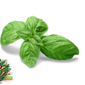 Albahaca atado